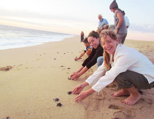 bajaturtlerelease-1 bajaturtlerelease-1