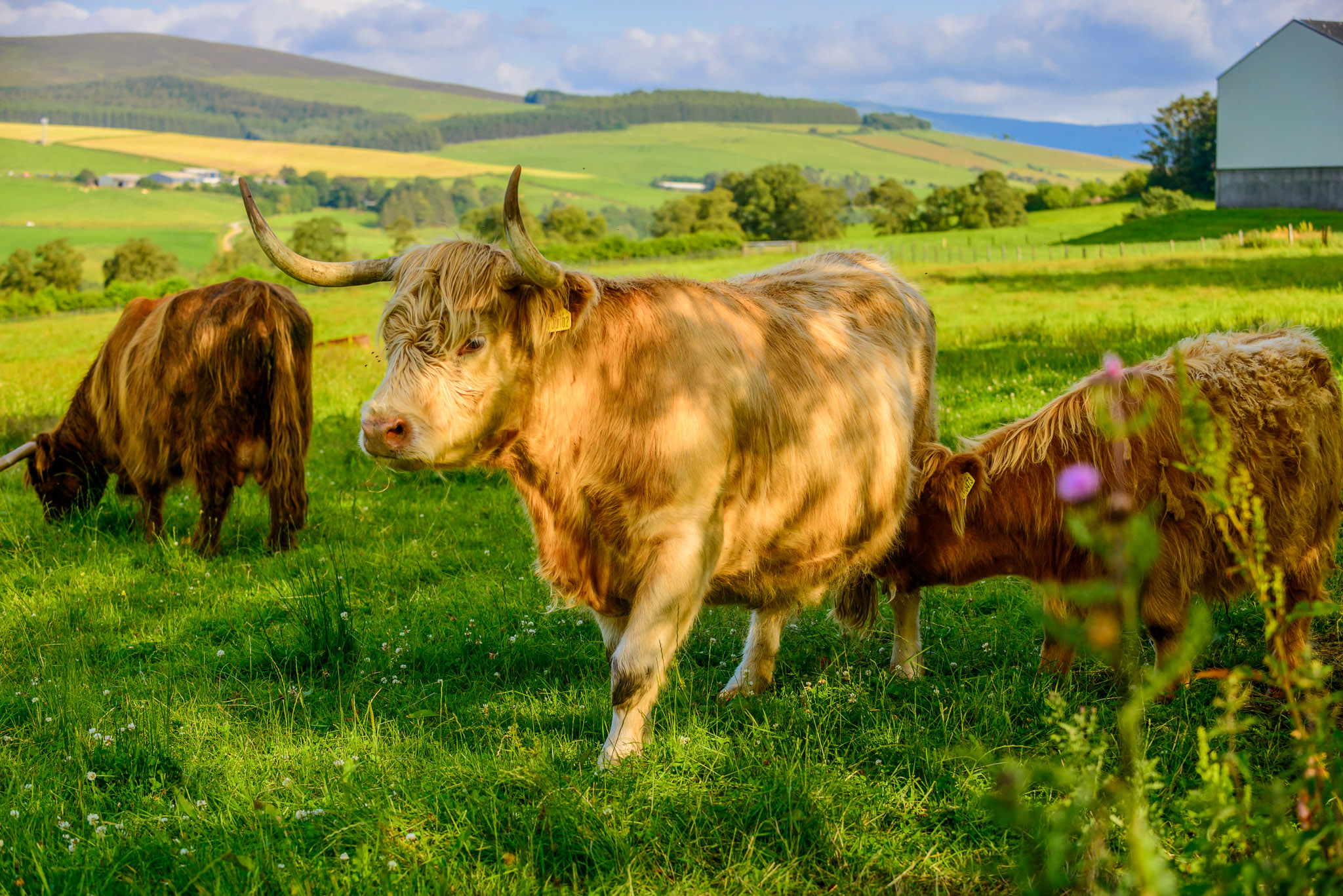 4-Highland-cows-on-the-Speyside-Way